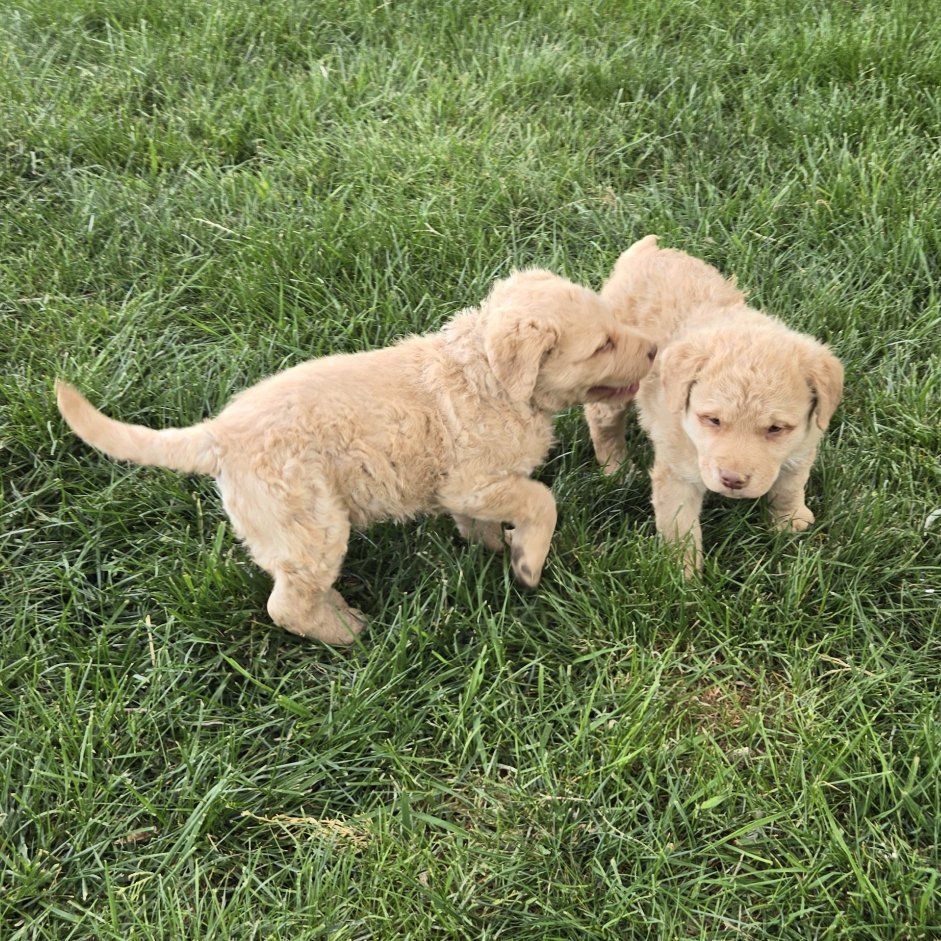 AKC Chesapeake Bay Retriever Puppies