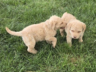 AKC Chesapeake Bay Retriever Puppies