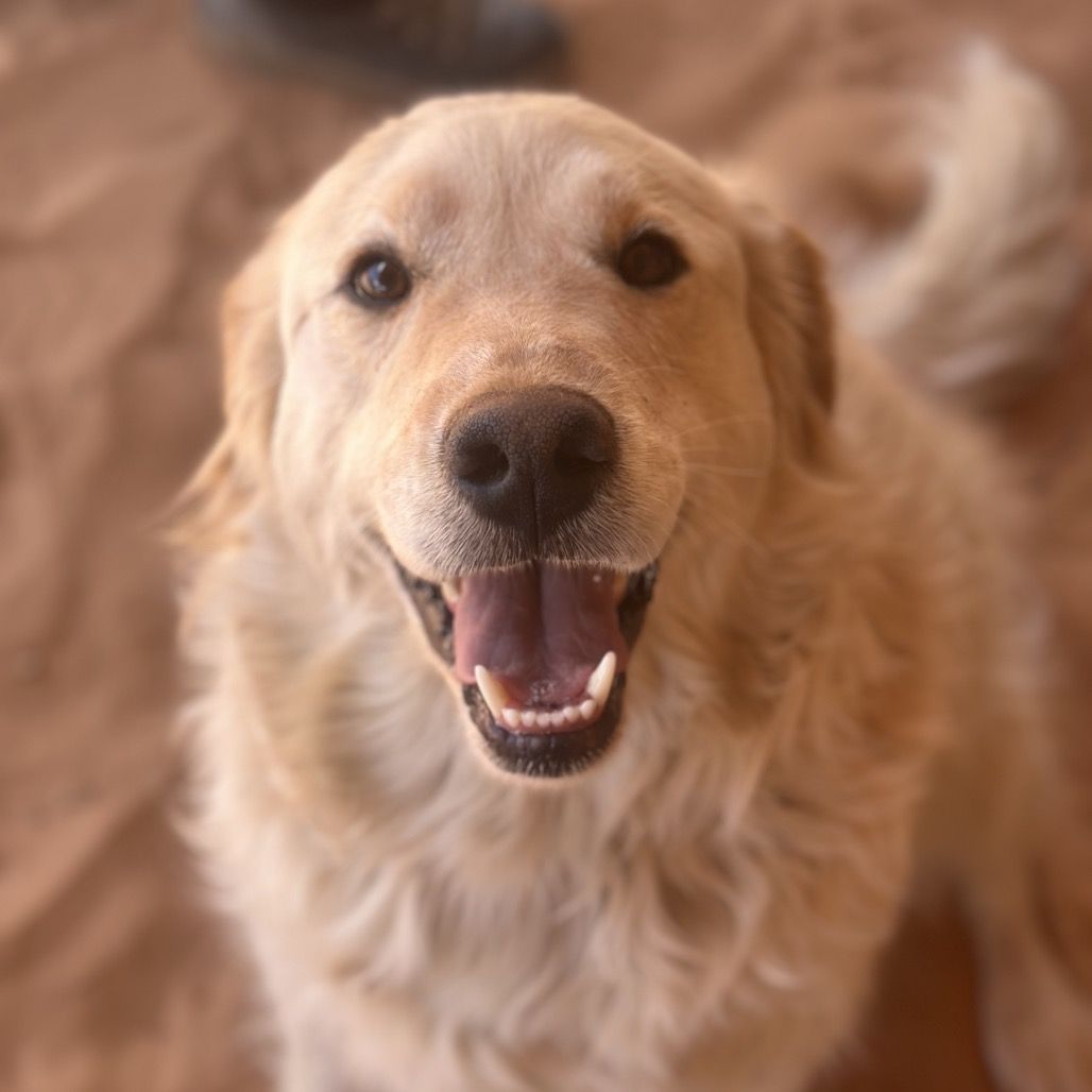 Hello my name is Atlas