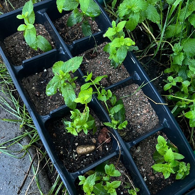Healthy Mint Starts Fresh Baby Menta Plant Herb