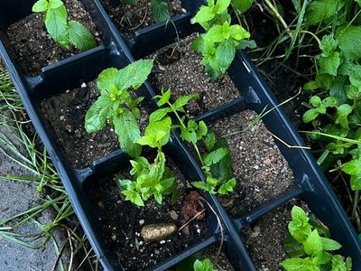 Healthy Mint Starts Fresh Baby Menta Plant Herb