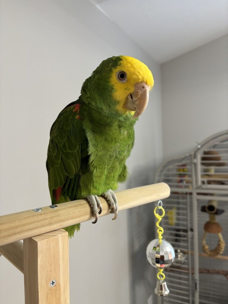 Yellow Headed Amazon Parrot