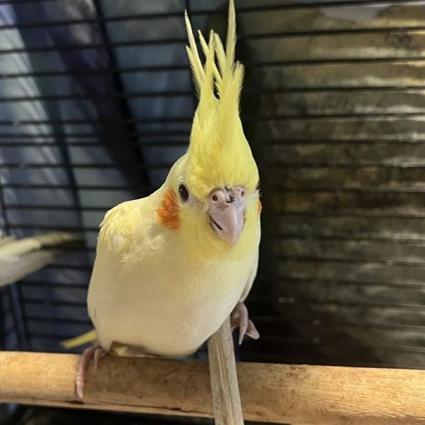 Baby Lutino Cockatiel