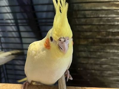Baby Lutino Cockatiel