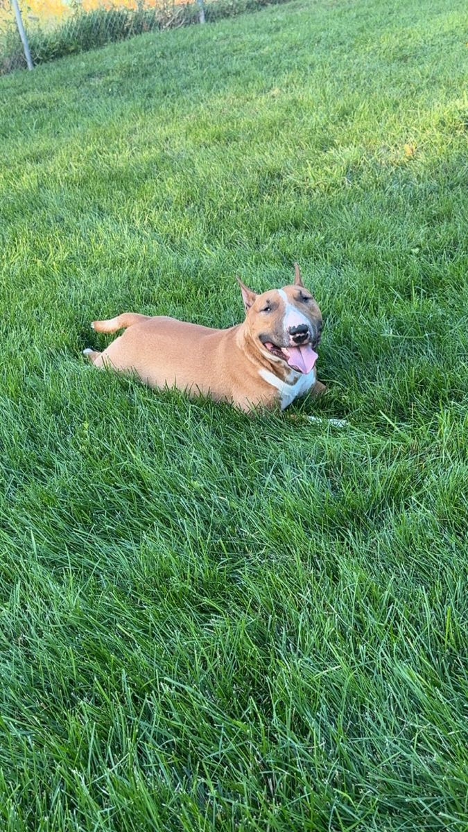 Mini bull terrier