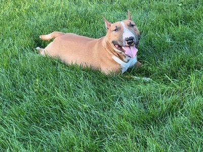 Mini bull terrier