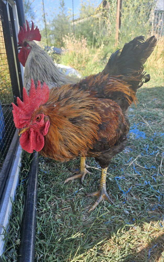 Healthy Roosters - Seeking New Home