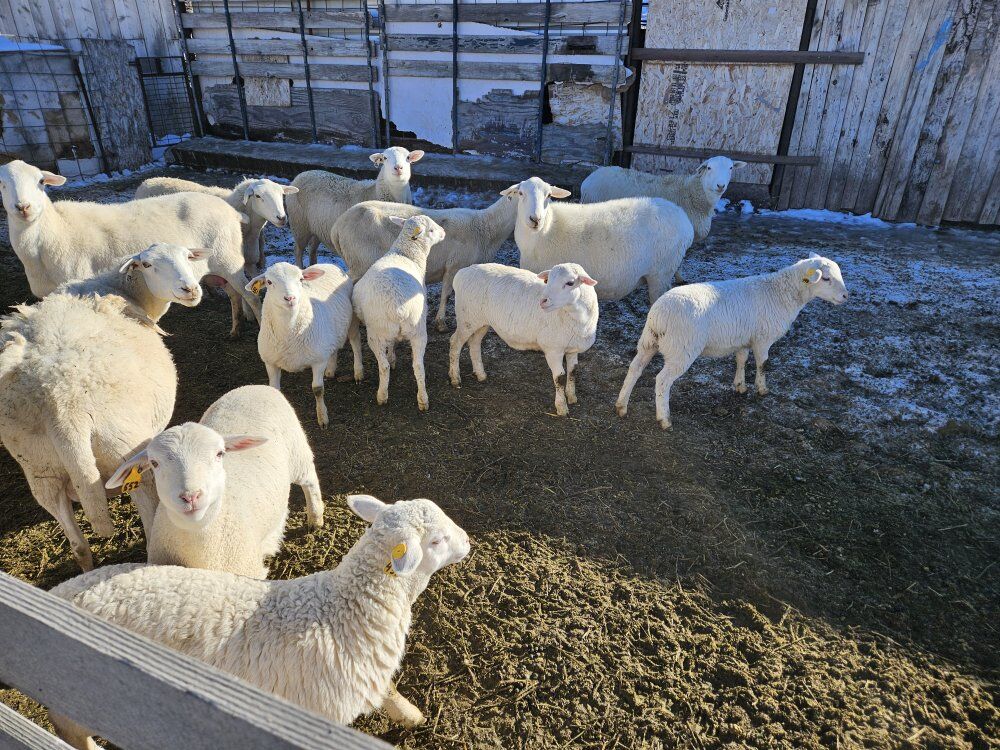 25 Dorper Lambs
