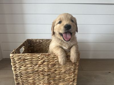 AKC Golden Retriever Puppies- Health Tested- Champion Lines