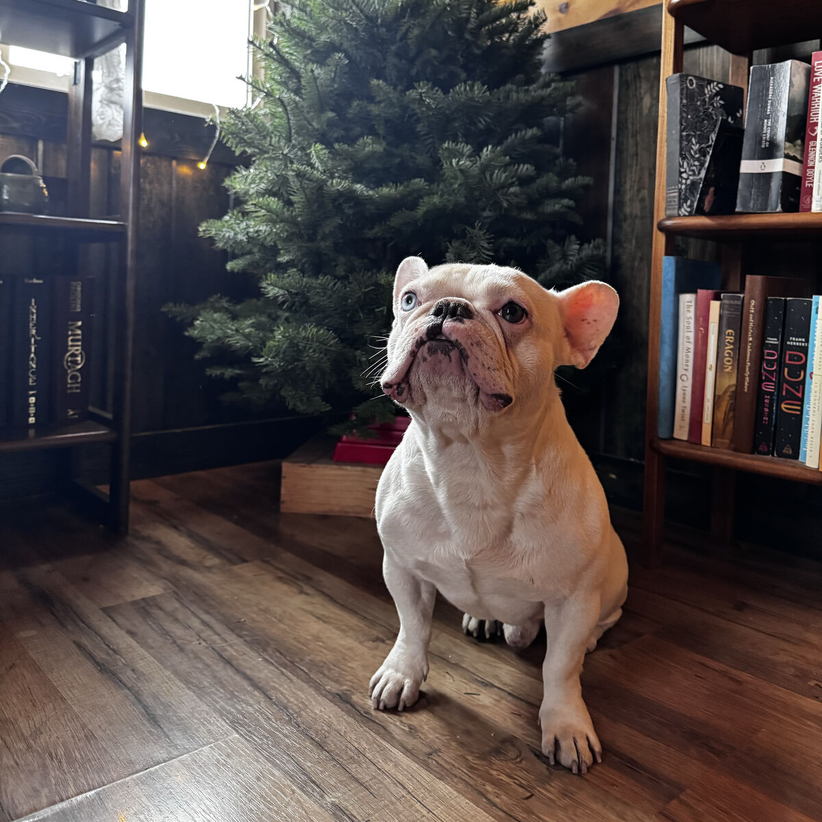 7yr old Male Frenchie Need New Home