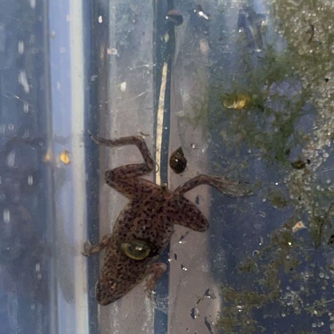 Free frog