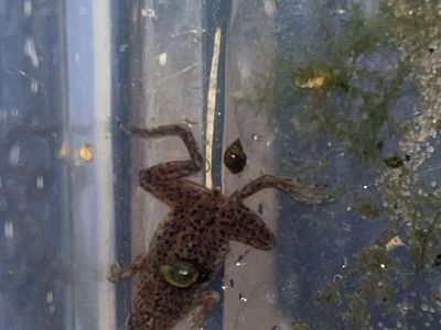 Free frog