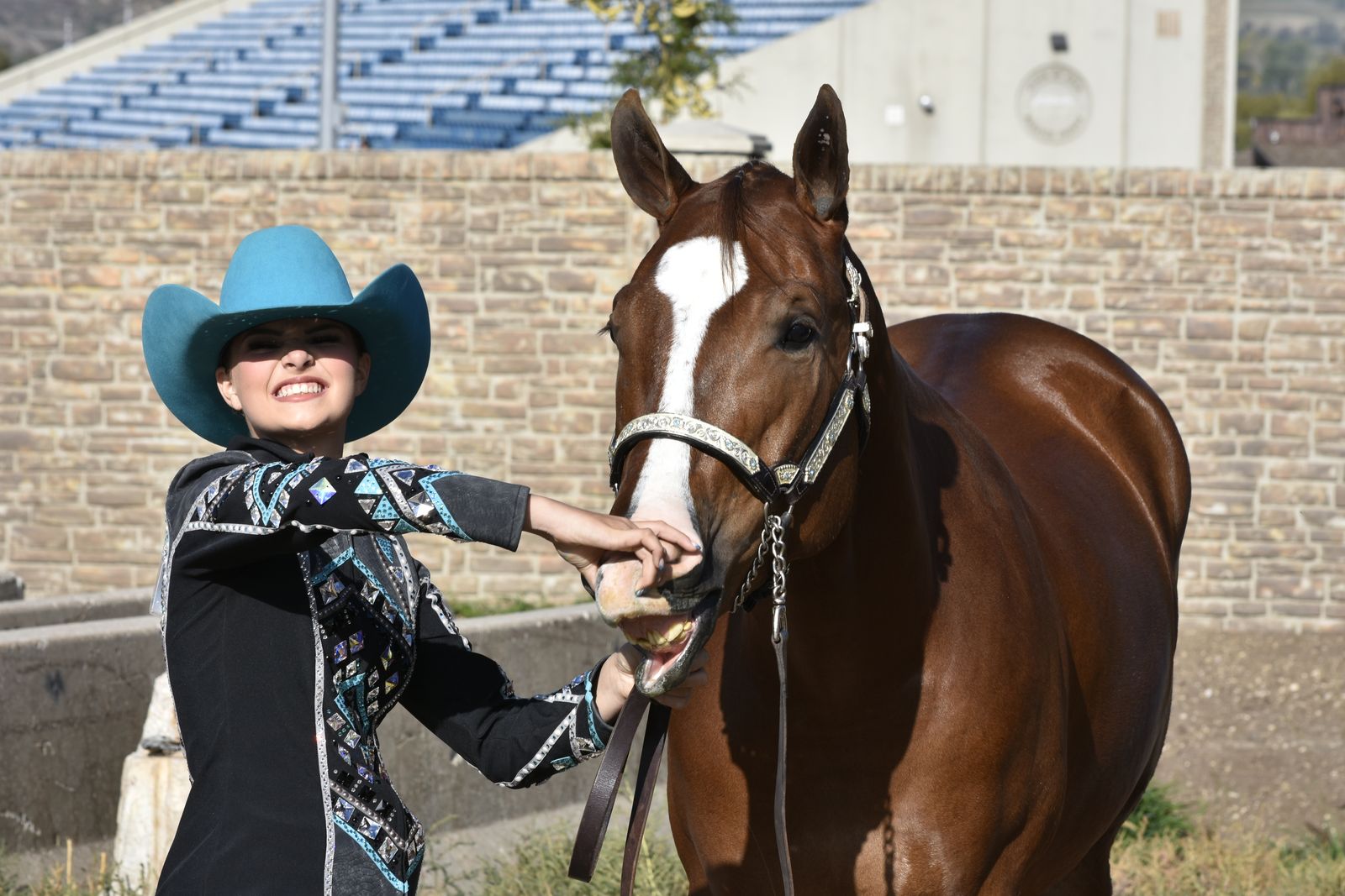 Beginner safe AQHA gelding