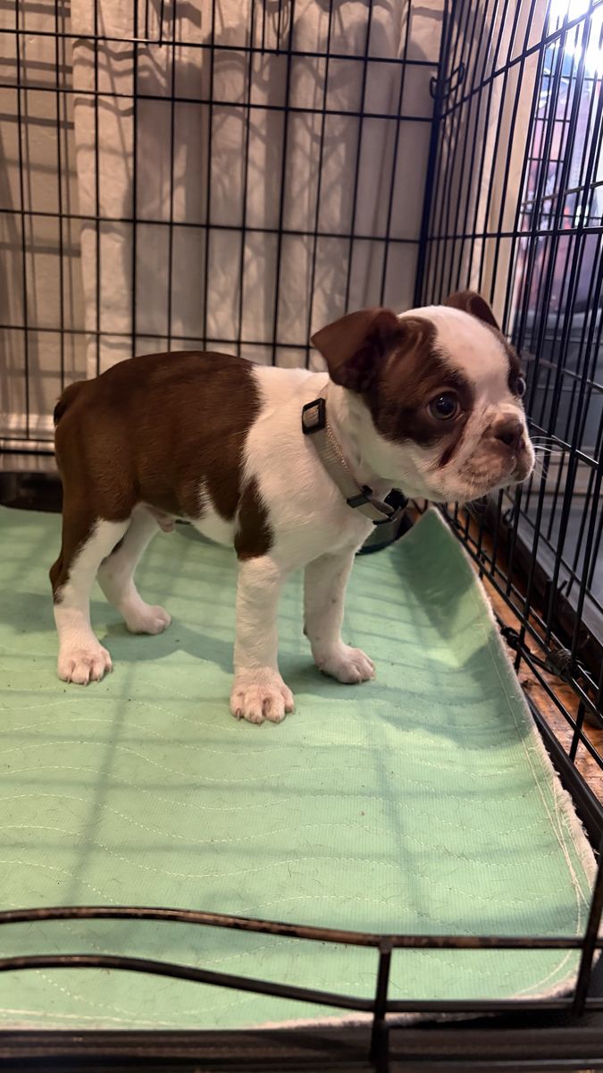 Chocolate AKC 8 Week Male Boston Terrier