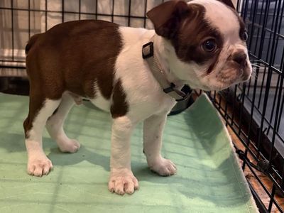 Chocolate AKC 8 Week Male Boston Terrier