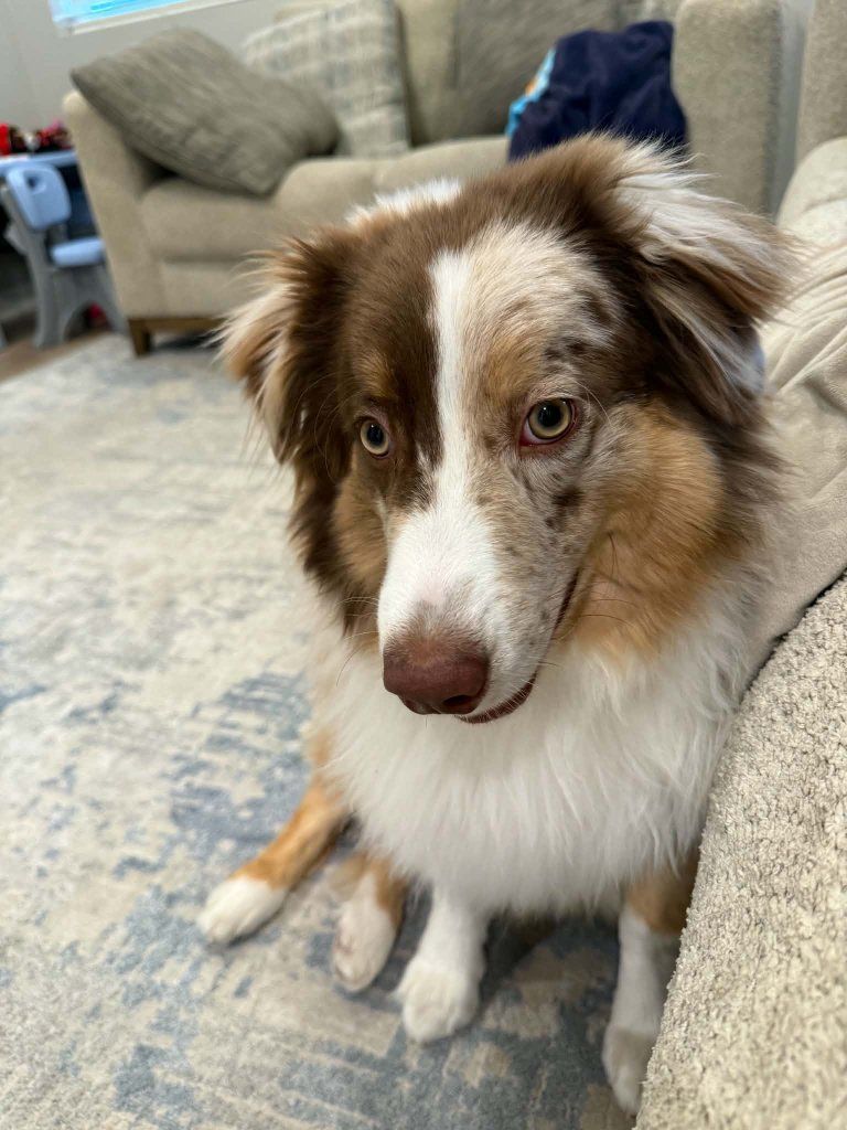 Boone Intact Red Merle Mini American Shepard.
