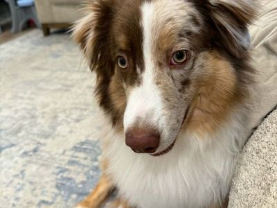 Boone Intact Red Merle Mini American Shepard.