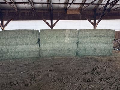 3x3 1st crop alfalfa