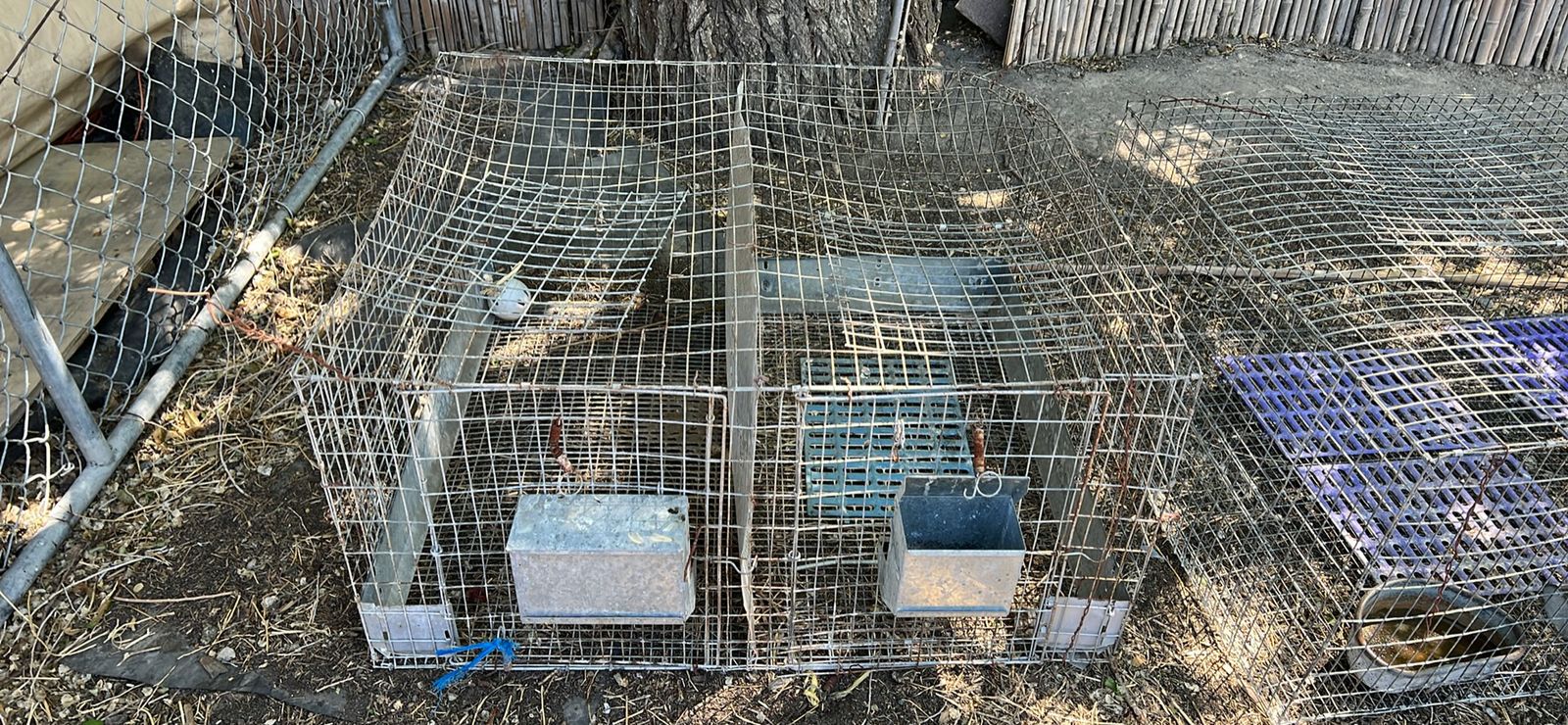 Rabbit cages