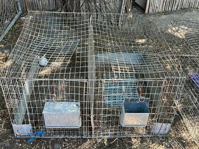 Rabbit cages