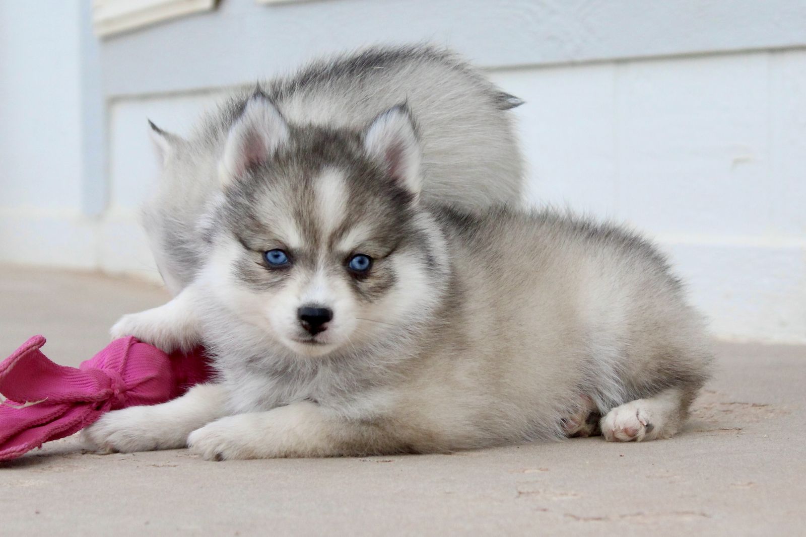 Micro/toy Pomsky Puppies