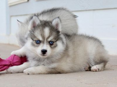Micro/toy Pomsky Puppies