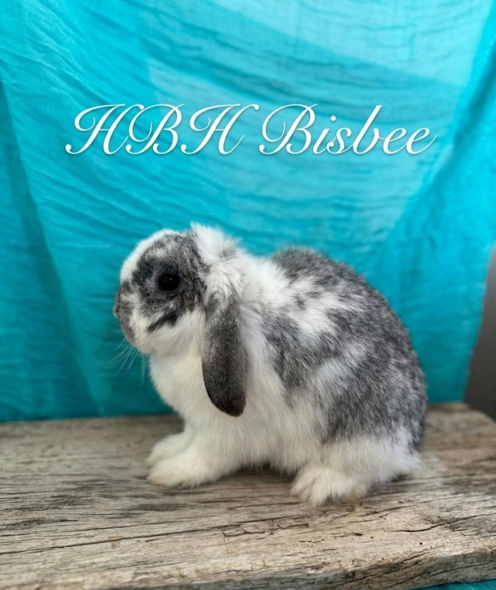 Pedigree holland lop pair!