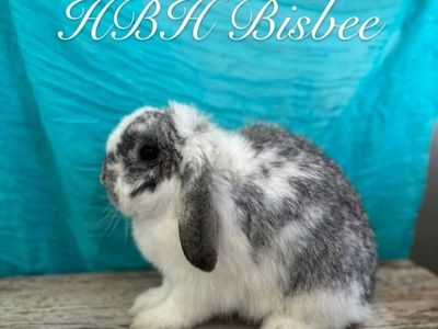 Pedigree holland lop pair!