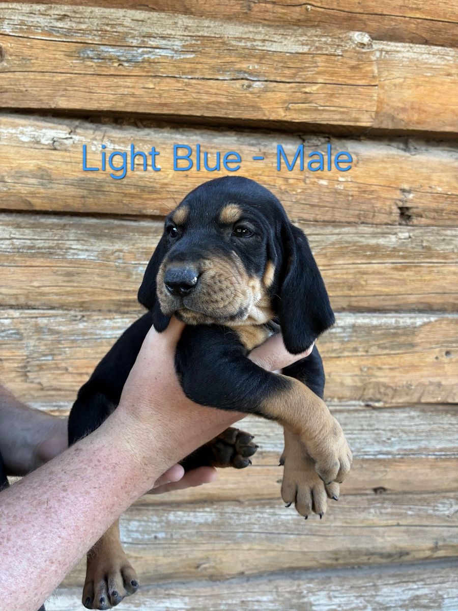 Hound Puppy