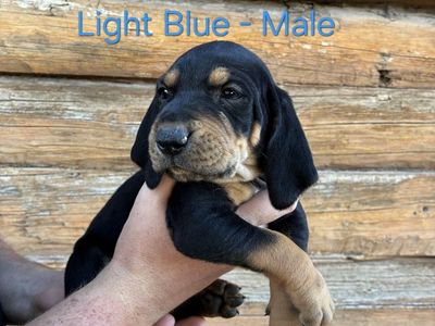 Hound Puppy