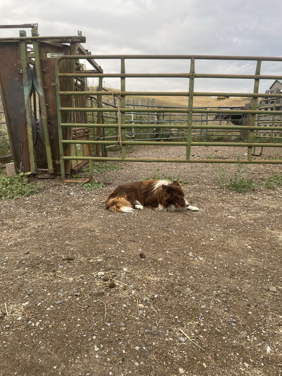Red Border Collie