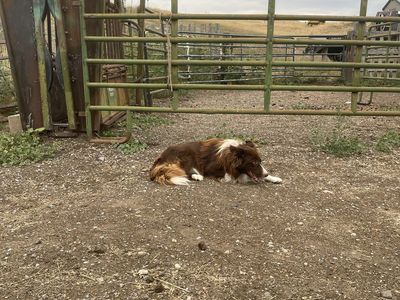 Red Border Collie