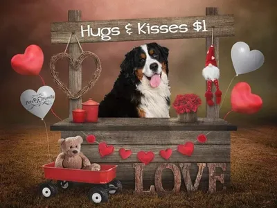 AKC Proven Bernese Mountain Dog Stud - Goldendoodle bernedoodle purebred puppy puppies