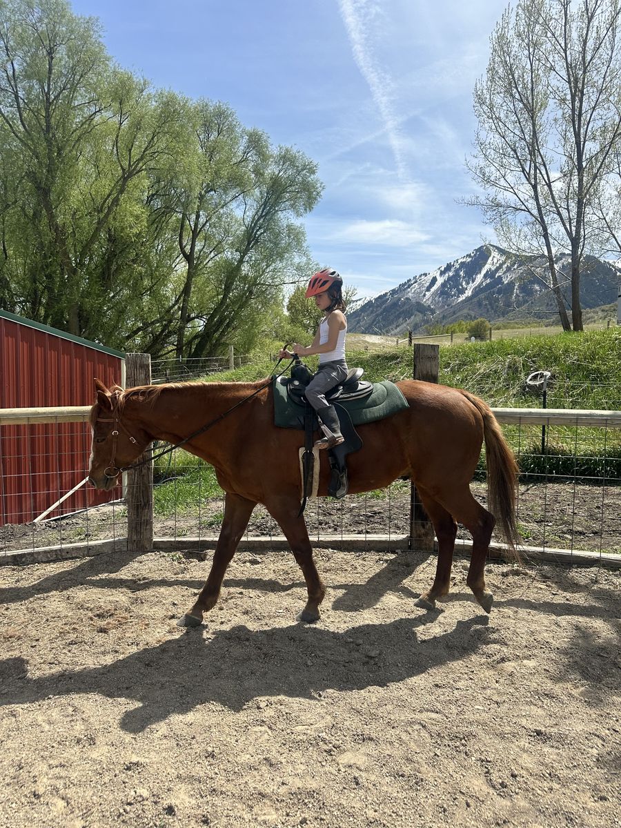 Kid Safe Beginner Horse