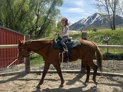 Kid Safe Beginner Horse