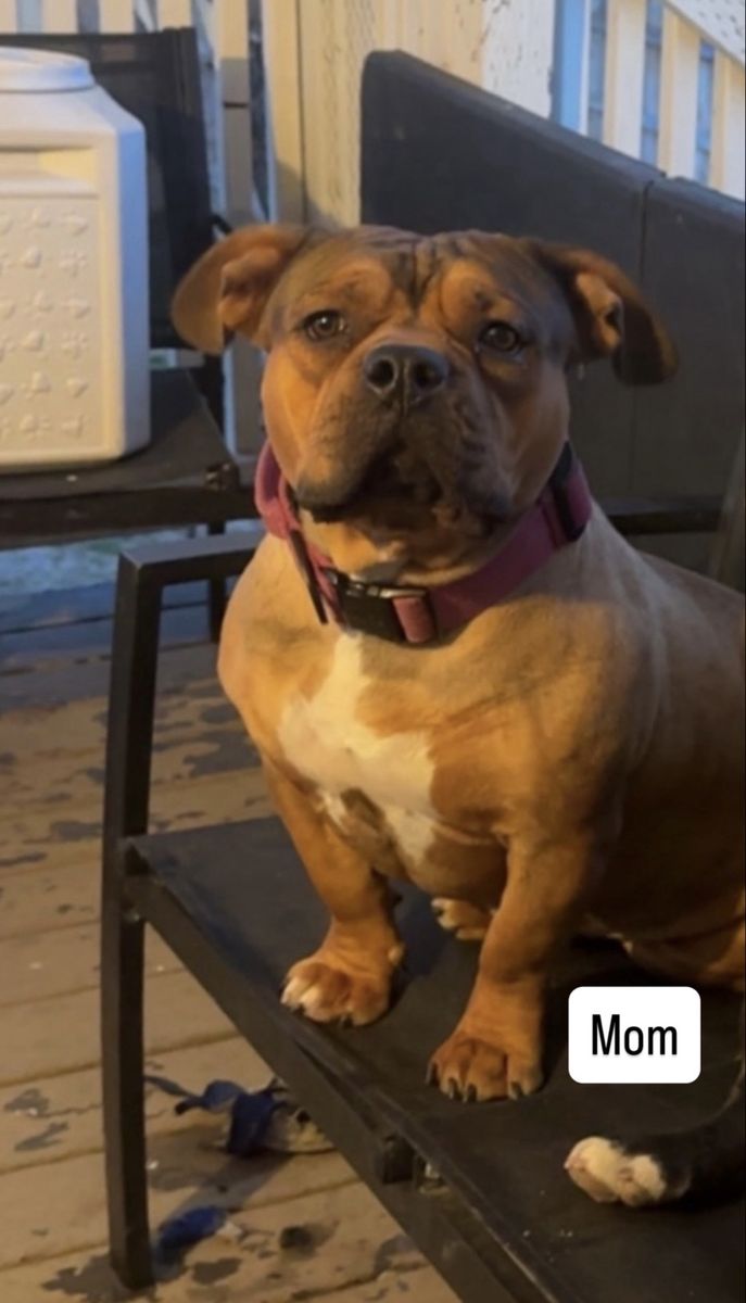 American Bully Puppies