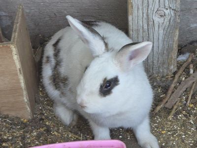 super sweet and friendly bunnies!