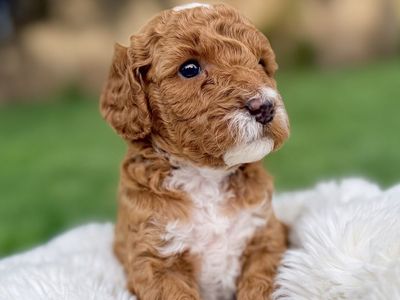 Mini multi-generational Goldendoodle