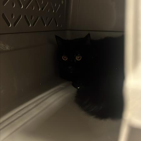 Hello my name is Yam