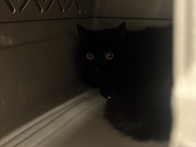 Hello my name is Yam