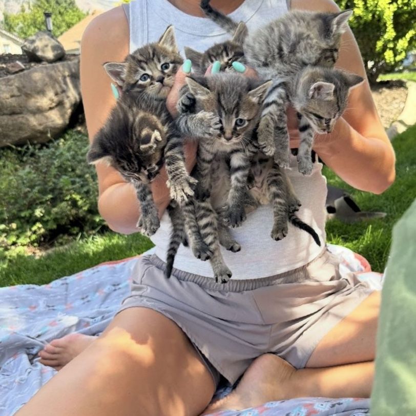 6 week old Adorable Kittens!
