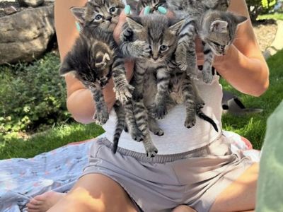 6 week old Adorable Kittens!