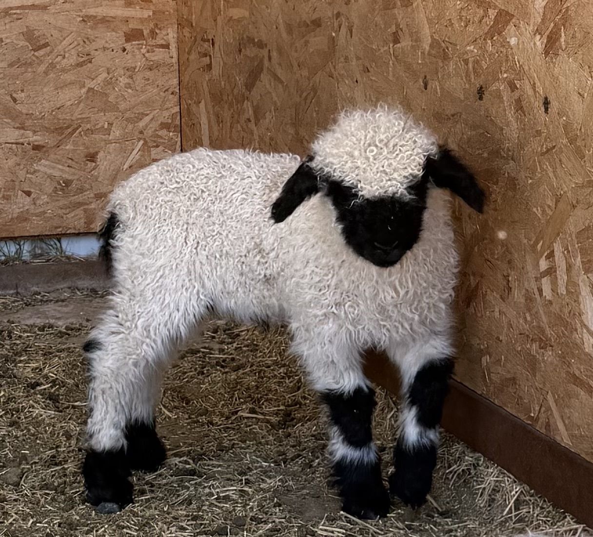 Valais Blacknose ram or wether