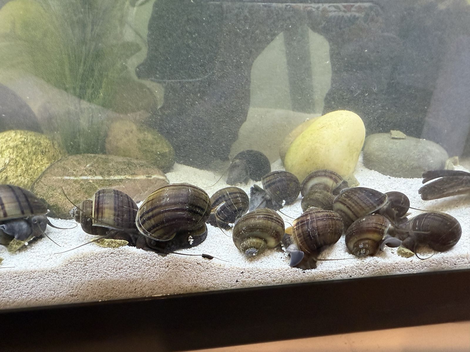 Mystery Snails (brown/purple)