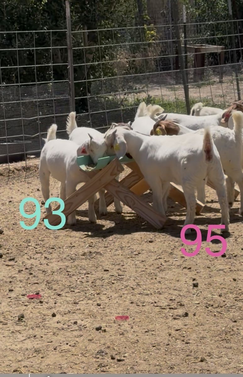 Doe Kid Group 1 (6 wether genetics doe kids)