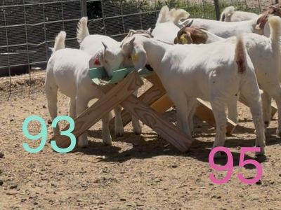 Doe Kid Group 1 (6 wether genetics doe kids)