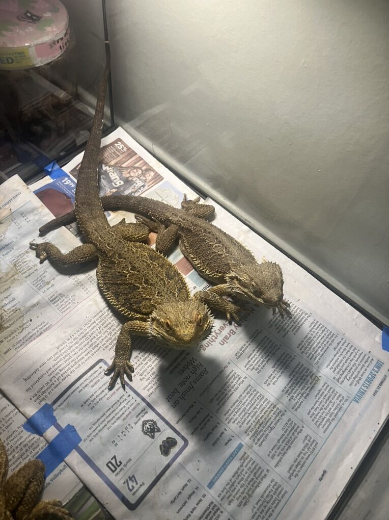 Bearded Dragon 2 Adult $100 For Both