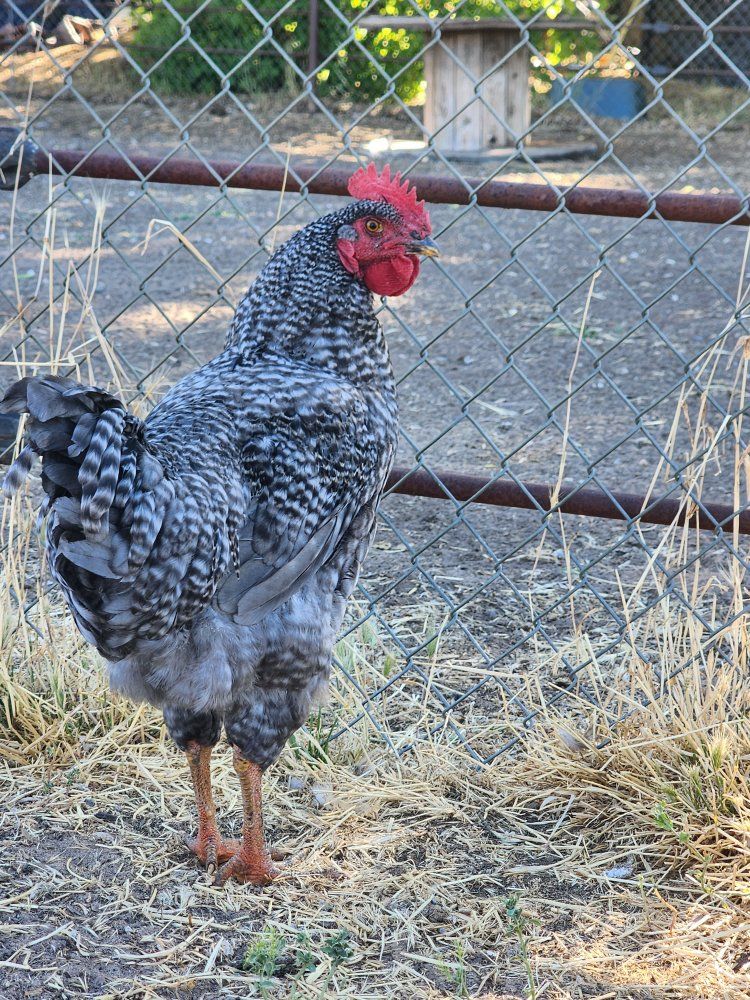 Rooster - Two Beautiful Roosters for Sale