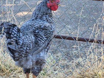 Rooster - Two Beautiful Roosters for Sale