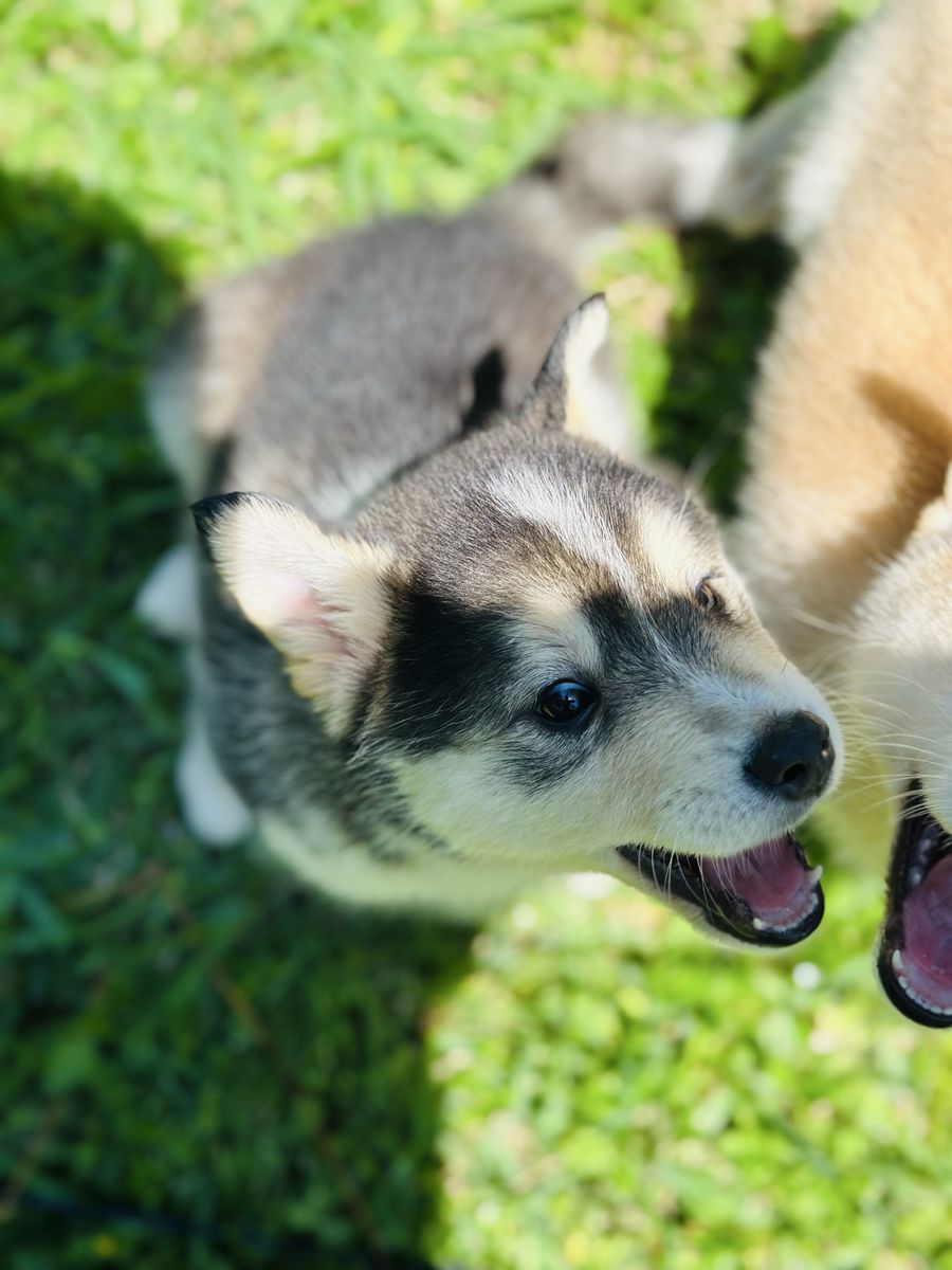 Pomsky-inu puppies